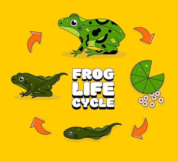 Hand drawn frog life cycle