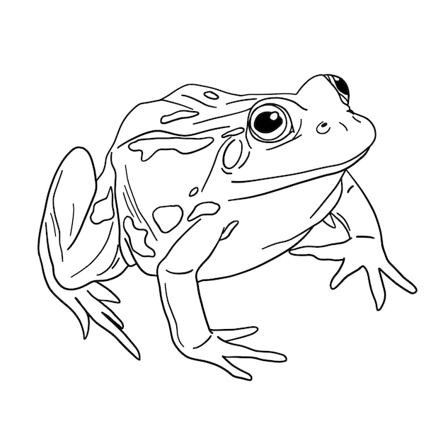 Hand drawn frog outline illustration