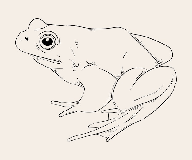 Free Vector hand drawn frog outline illustration