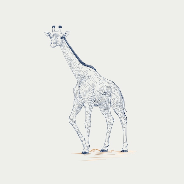 Free vector hand drawn giraffe outline illustration