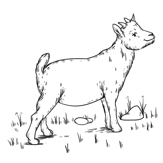 Free Vector hand drawn goat outline illustration