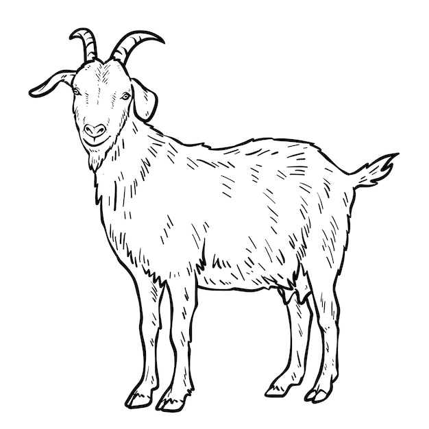 Hand drawn goat outline illustration