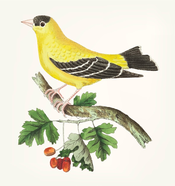 Hand drawn of golden finch