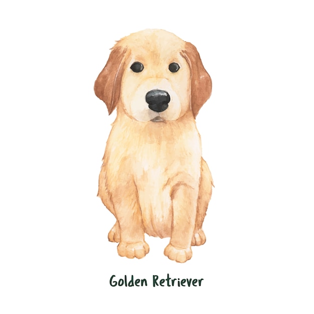 Free vector hand drawn golden retriever dog