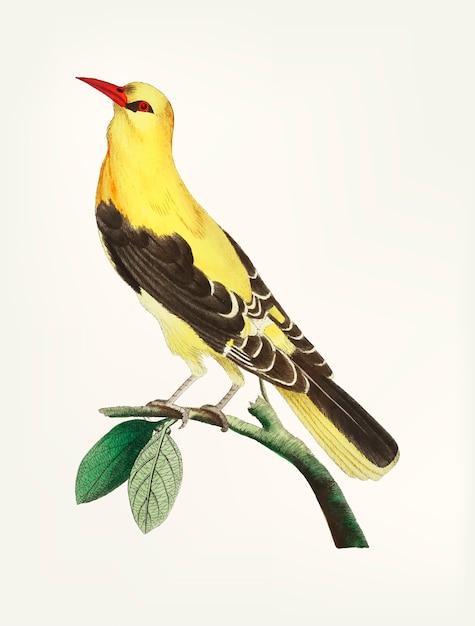 Free Vector hand drawn of golden thrush