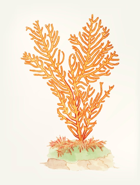 Free vector hand drawn of gorgonian fan coral