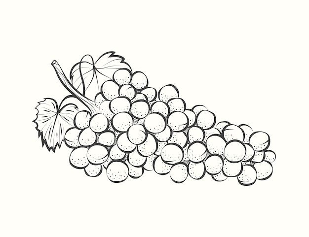 Hand drawn grape vine drawing illustration