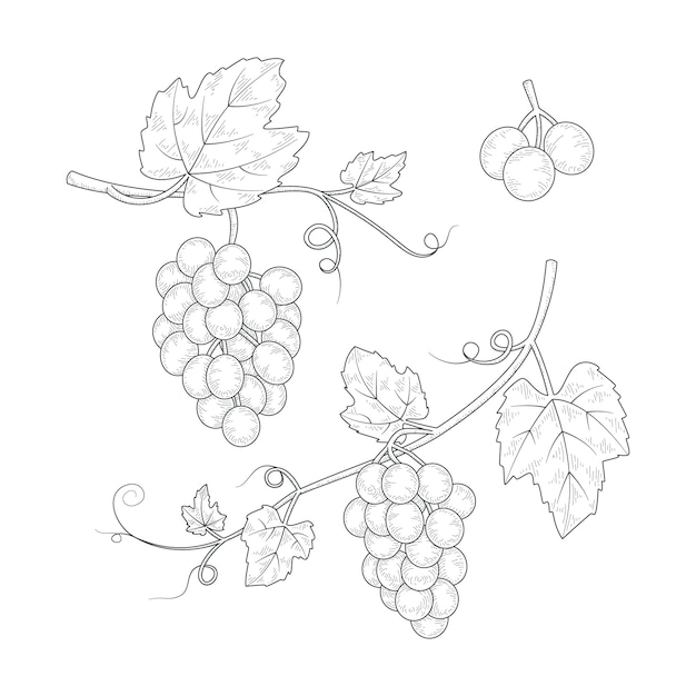 Hand drawn grape vine drawing illustration