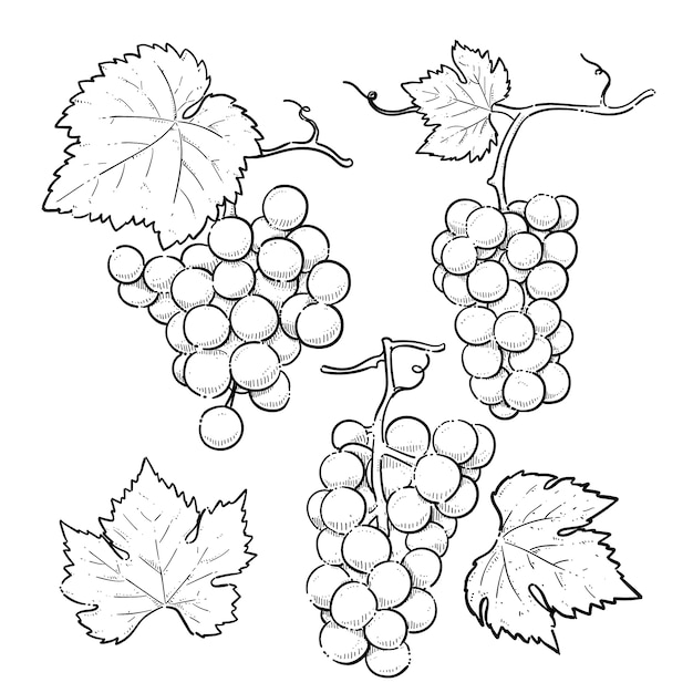 Free Vector hand drawn grape vine drawing illustration