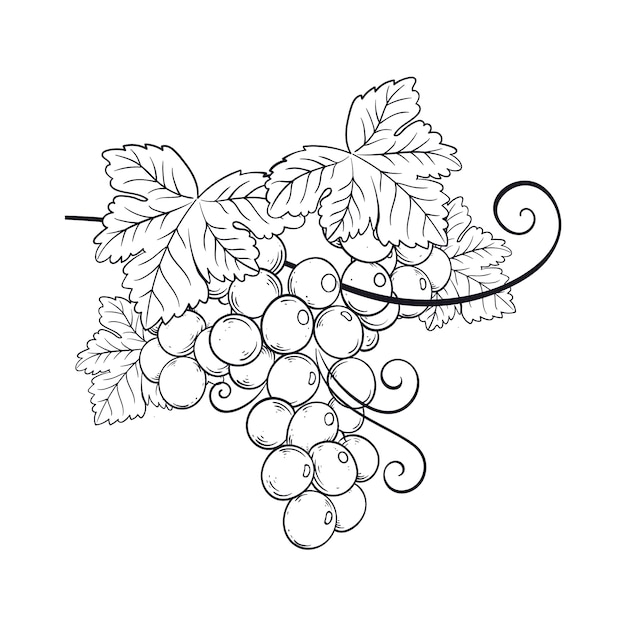 Hand drawn grape vine outline illustration