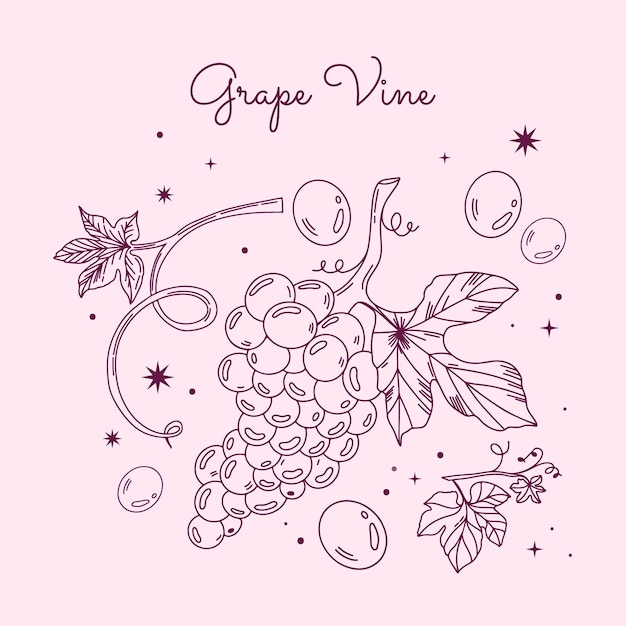 Free Vector hand drawn grape vine outline illustration