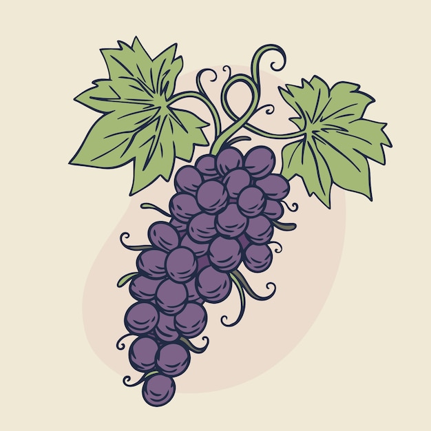 Free Vector hand drawn grape vine outline illustration