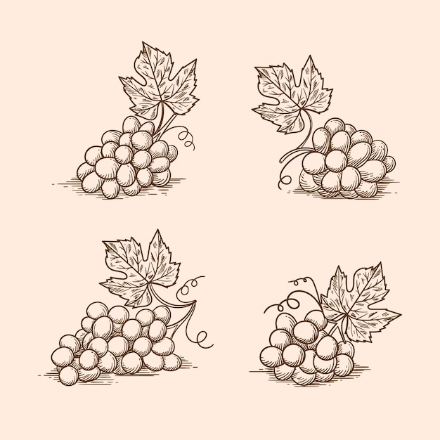 Free Vector hand drawn grape vine outline illustration