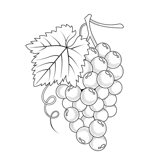 Free Vector hand drawn grape vine outline illustration