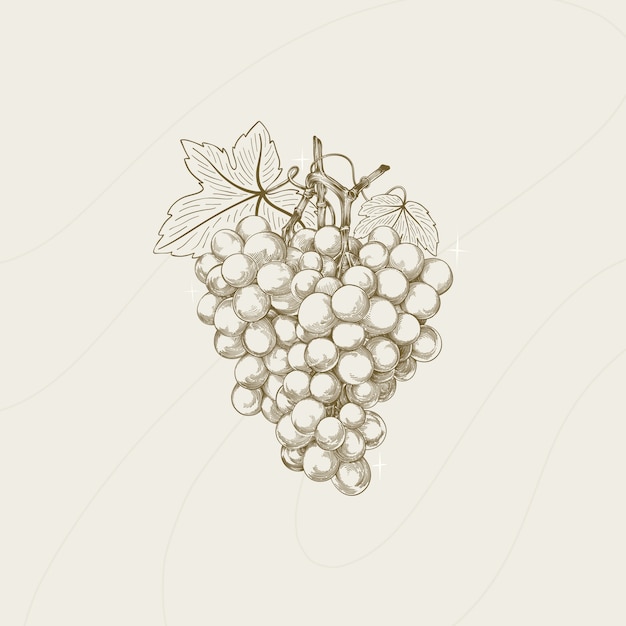 Free Vector hand drawn grape vine outline illustration