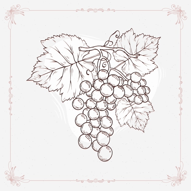 Hand drawn grape vine outline illustration