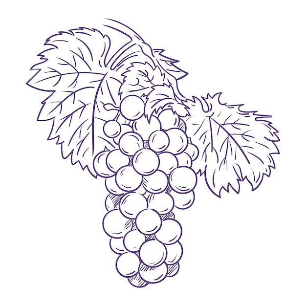 Free Vector hand drawn  grape vine outline illustration