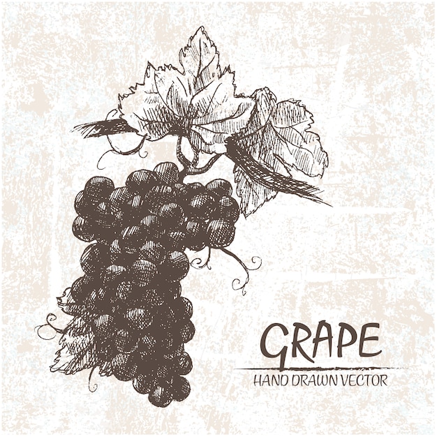 Hand drawn grapes design