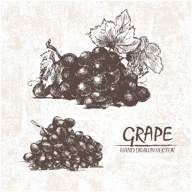 Free Vector hand drawn grapes design