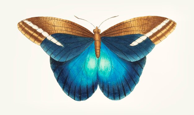 Hand drawn great occidental butterfly