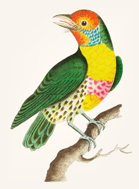 Free Vector hand drawn of green barbet