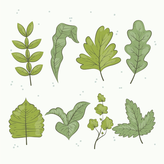 Free Vector hand drawn green leaves collection