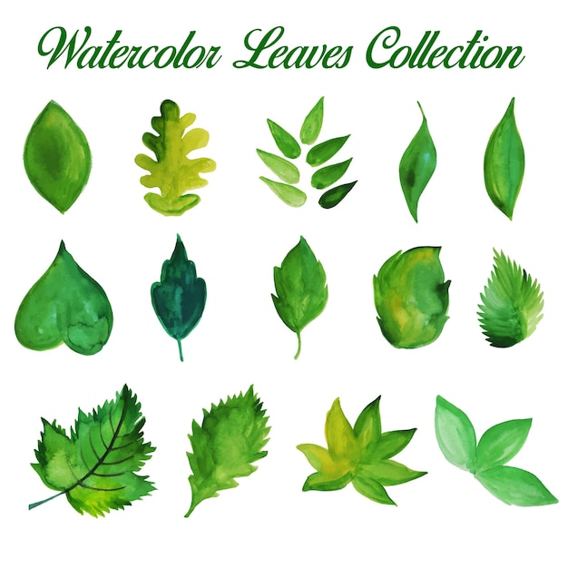 Hand Drawn Green Watercolor Leaves Collection