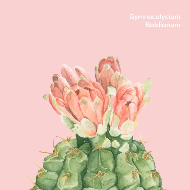 Hand drawn Gymnocalycium baldianum cactus