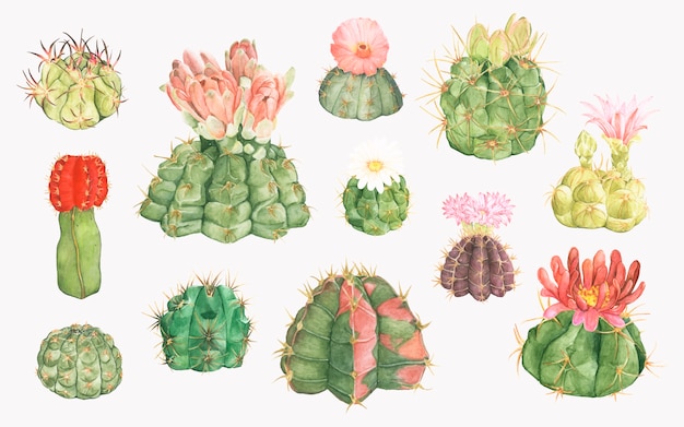 Hand drawn gymnocalycium chin cactus collection