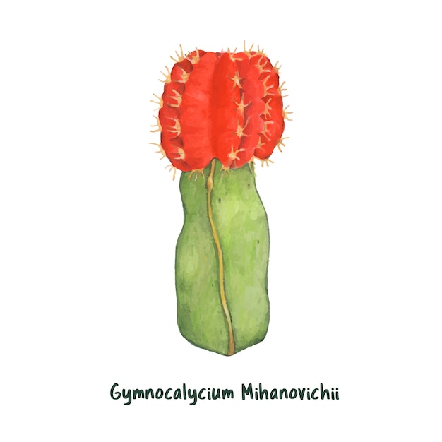 Free vector hand drawn gymnocalycium mihanovichii moon cactus