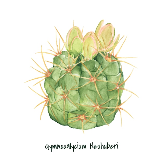 Hand drawn gymnocalycium neuhuberi cactus