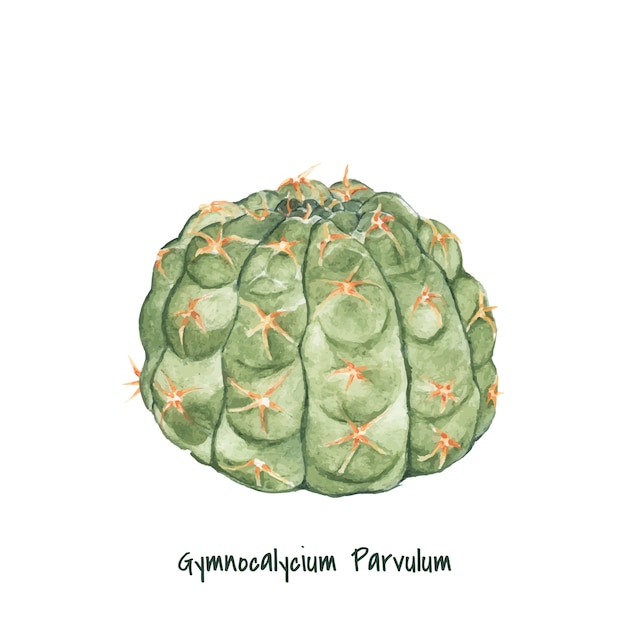 Free Vector hand drawn gymnocalycium parvulum cactus