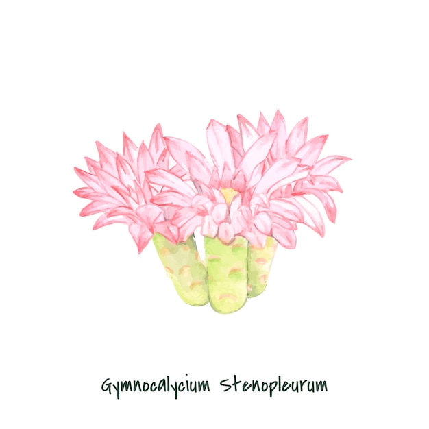 Free Vector hand drawn gymnocalycium stenopleurum cactus