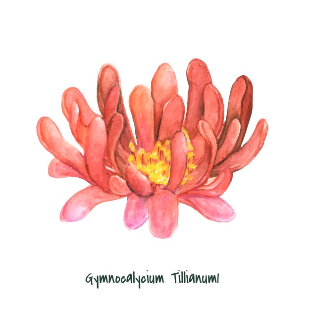 Hand drawn gymnocalycium tillianum cactus