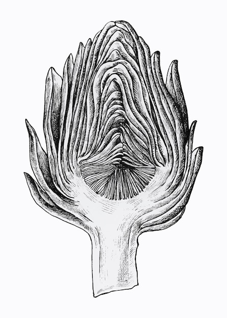 Hand drawn half cut artichoke 