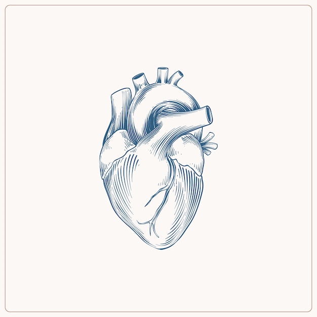 Hand drawn heart drawing illustration