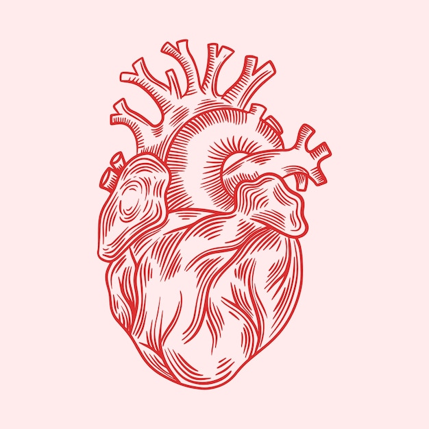 Hand drawn heart drawing illustration