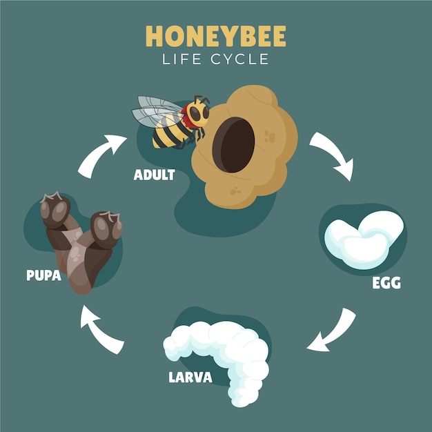 Hand drawn honeybee life cycle