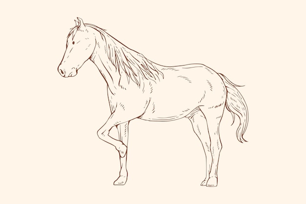 Hand drawn horse outline illustration