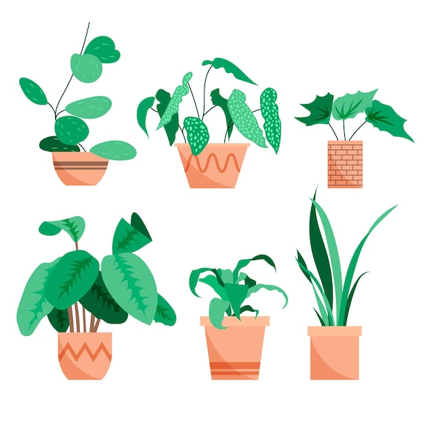 Hand drawn houseplant collection