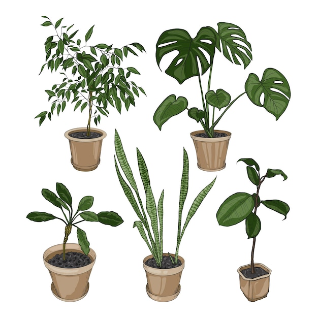 Hand drawn houseplant collection