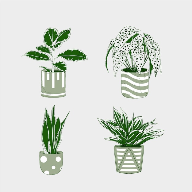 Hand drawn houseplant collection