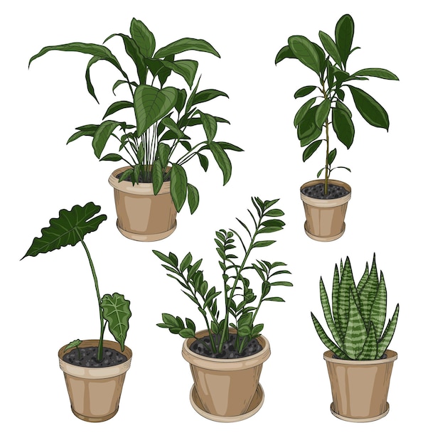 Hand drawn houseplant collection