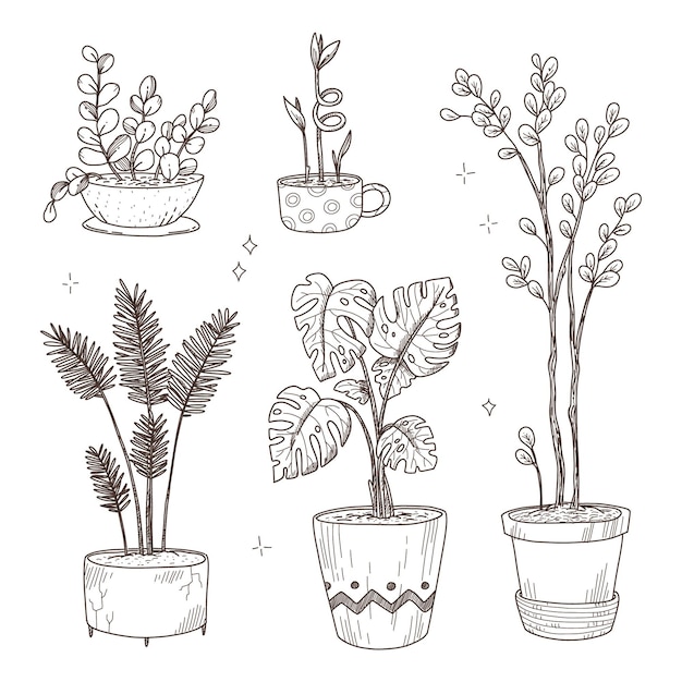 Hand drawn houseplant collection