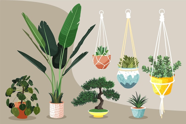 Hand drawn houseplant collection