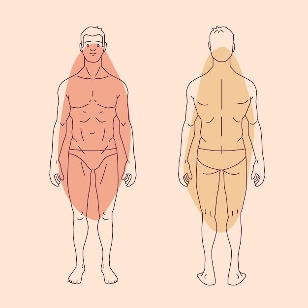 Free vector hand drawn human body outline illustration