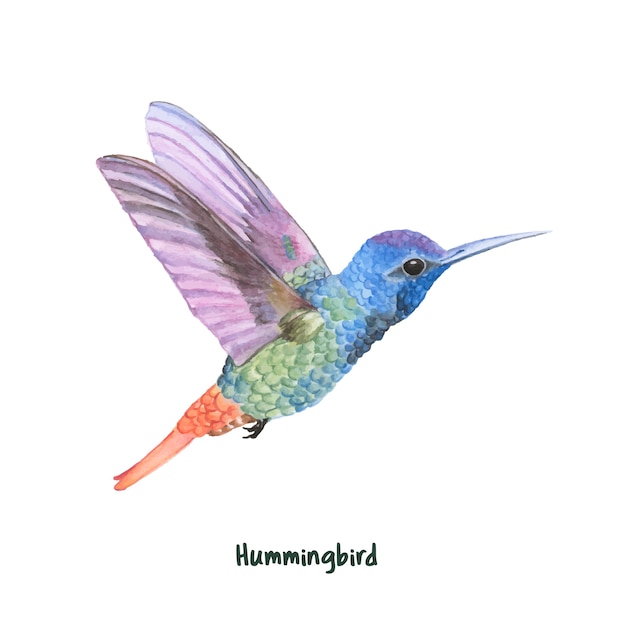 Hand drawn hummingbird isolated on white background