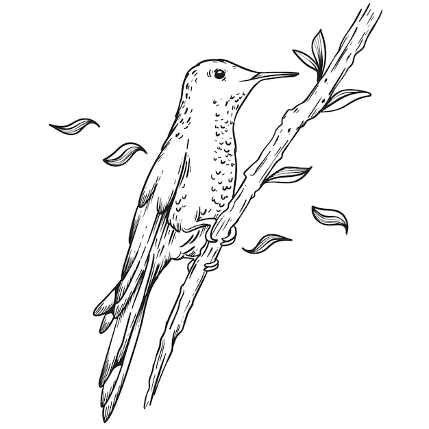 Free Vector hand drawn hummingbird outline illustration