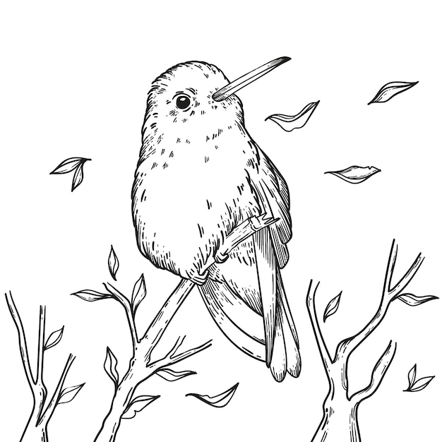 Free Vector hand drawn hummingbird outline illustration