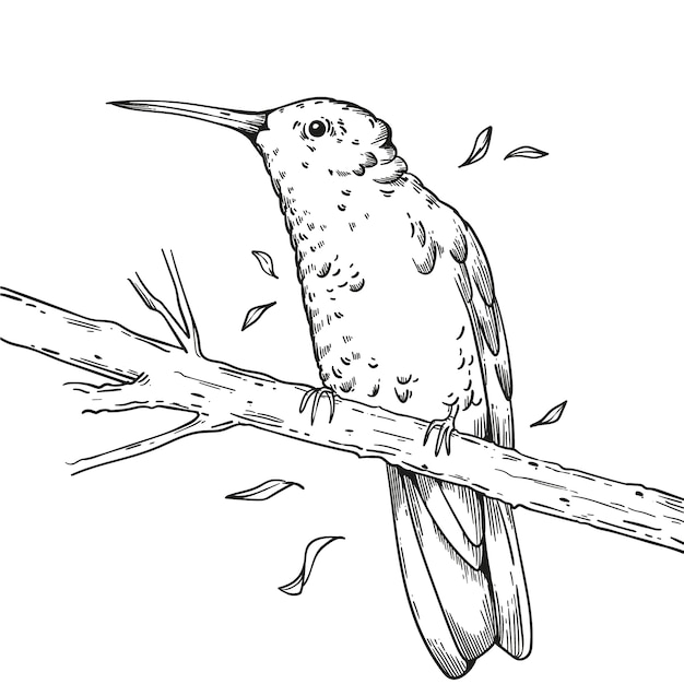 Free vector hand drawn hummingbird outline illustration